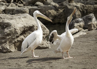 pelicans in the wild