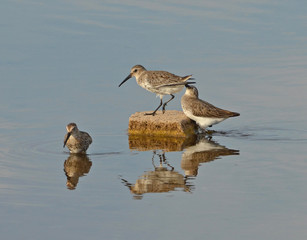 sandpiper in marsh number two