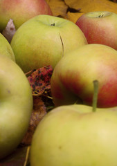 Apples on the fallen leaves