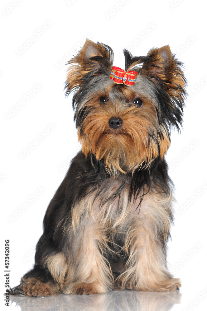 Wall mural yorkshire terrier puppy