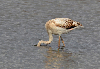 flamingo hiding face in the water
