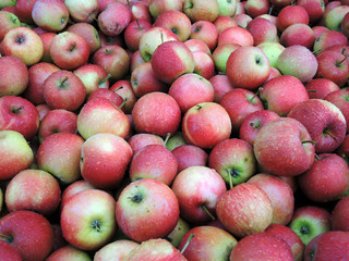 Bioäpfel - organic apples