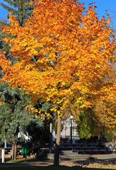Naklejka premium Autumn leaves