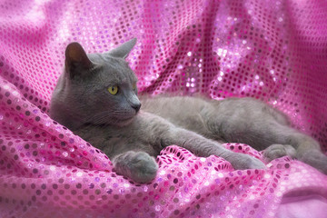 Fototapeta na wymiar Russian blue cat