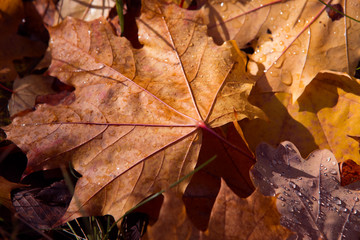 Colorful and bright background made of fallen autumn leaves