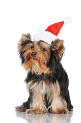 yorkshire terrier puppy in a santa hat
