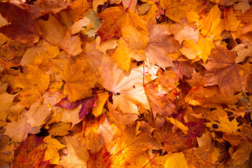 Naklejka na ściany i meble Kolorowe i jasne tło z opadłych liści jesienią