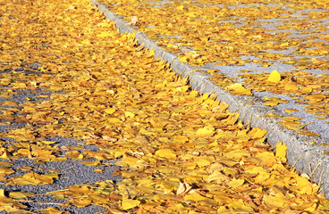 Autumn leaves on the pavement