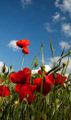 Poppies on barley field