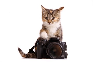 junge Katze mit Kamera