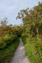 Fototapeta na wymiar path through forest in the fall