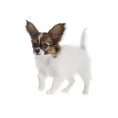 Papillon puppy
