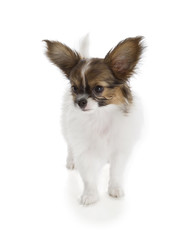 Papillon puppy