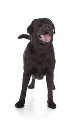 black labrador retriever