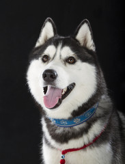 Siberian Husky