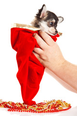 chihuahua isolated on white background