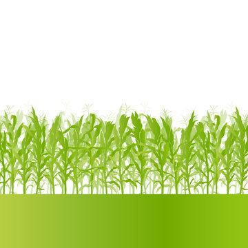 Corn field detailed countryside landscape ecology illustration b