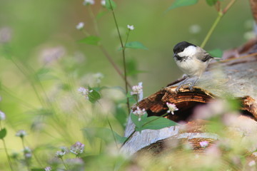 コガラとミゾソバ