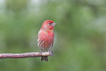 House Finch