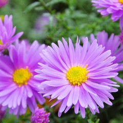 Obraz premium Aster Novi Belgii 04