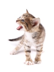 Obraz premium Little 30 day old kitten, meowing