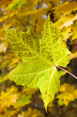 Green autumn leaves against the sky