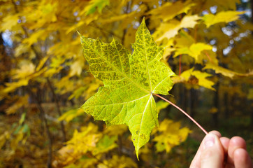 Green autumn leaves against the sky