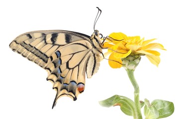 Fototapeta na wymiar Old World Swallowtail (Papilio machaon) butterfly