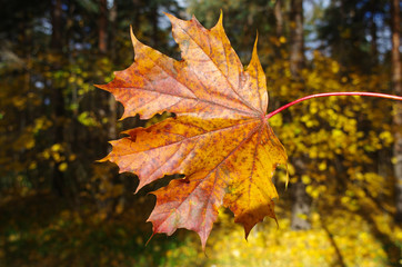 Red autumn leaves against the sky