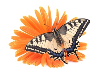 Old World Swallowtail (Papilio machaon) butterfly