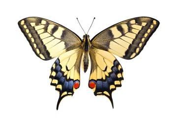 Naadloos Fotobehang Airtex Vlinder Oude Wereld Swallowtail (Papilio machaon) vlinder