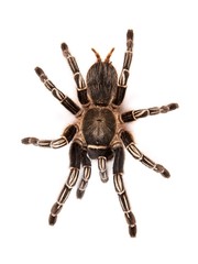 Costa Rican Zebra Tarantula (Aphonopelma seemanni)