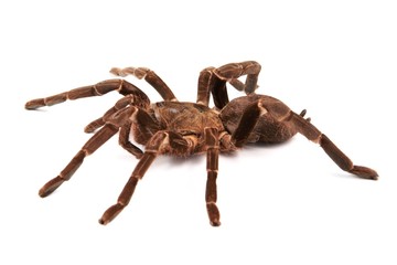 Tarantula spider (Hysterocrates Hercules) on a white background