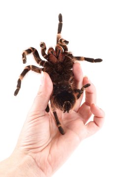 Tarantula spider, female (Vitalius paranaensis)