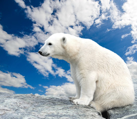 Young polar bear sitting on a stone