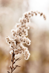 autumn plants