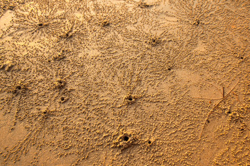 Texture of sea sand, with a small crab moves