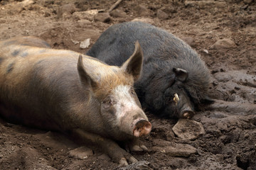 pig and wild boar resting