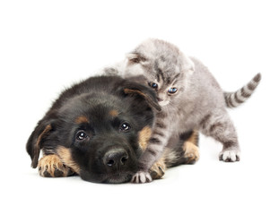 Puppy german shepherd dog and a cat on a white background.