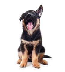 Puppy german shepherd dog on a white background.