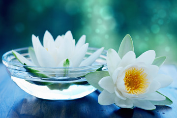 fleur de lotus blanc