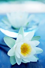Crédence de cuisine en verre imprimé Nénuphars fleur de lotus blanc
