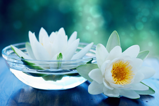 Fototapeta white lotus flower