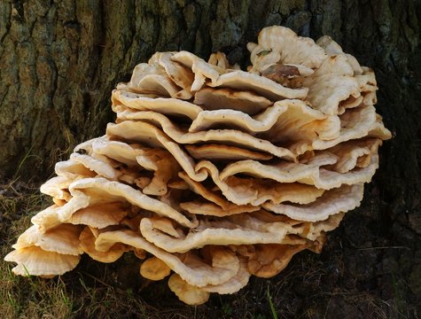 parasite fungus  Fomes fomentarius on tree