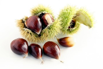 edible fruits of sweet chestnut tree