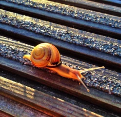 Foto op Plexiglas snail © rustyrocket
