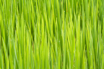 Fototapeta na wymiar Green rice farm