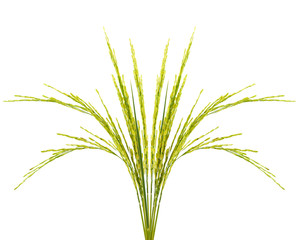 Fototapeta premium Growing rice on white background
