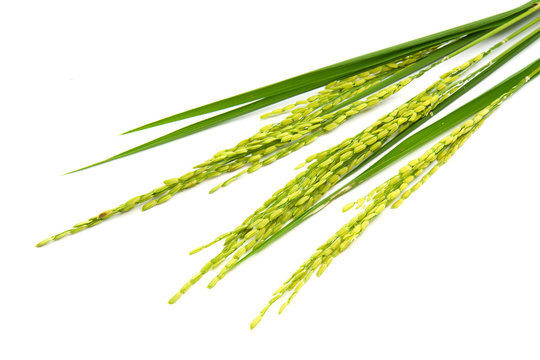 Growing rice on white background