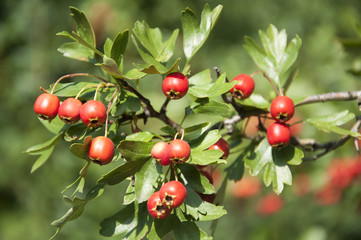 Hawthorn Berries in Germany